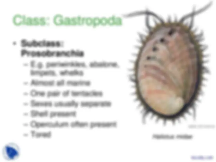 Phylum Mollusca - Vertebrate Diversity - Lecture Slides | Slides ...
