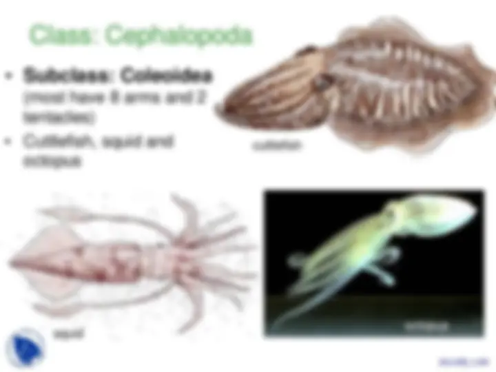 Phylum Mollusca - Vertebrate Diversity - Lecture Slides | Slides ...