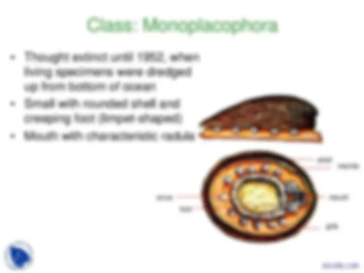 Phylum Mollusca - Vertebrate Diversity - Lecture Slides | Slides ...
