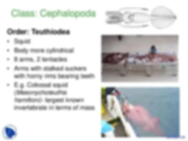 Phylum Mollusca - Vertebrate Diversity - Lecture Slides | Slides ...