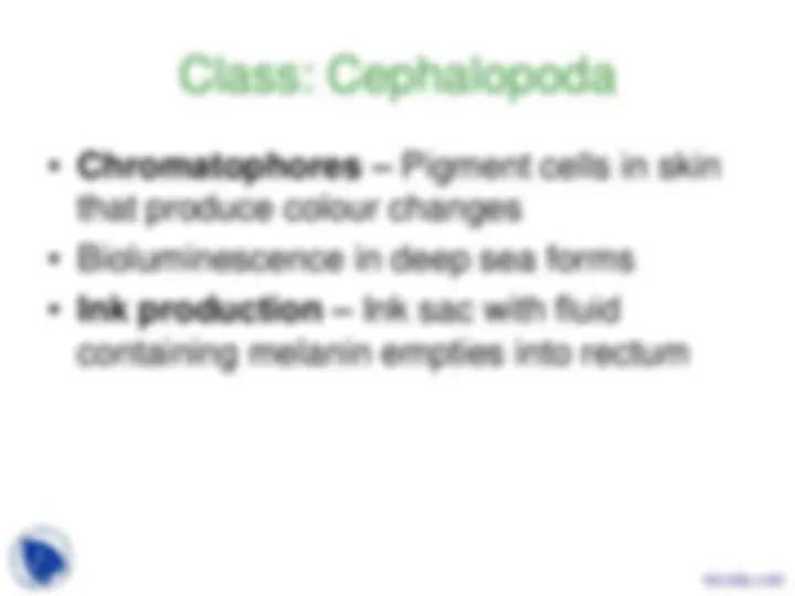 Phylum Mollusca - Vertebrate Diversity - Lecture Slides | Slides ...