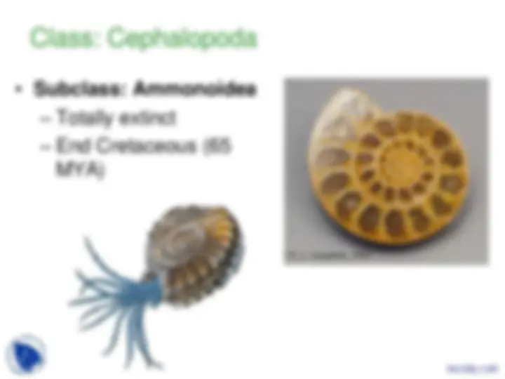 Phylum Mollusca - Vertebrate Diversity - Lecture Slides | Slides ...