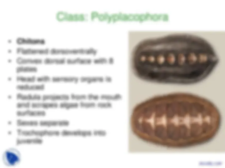 Phylum Mollusca - Vertebrate Diversity - Lecture Slides | Slides ...