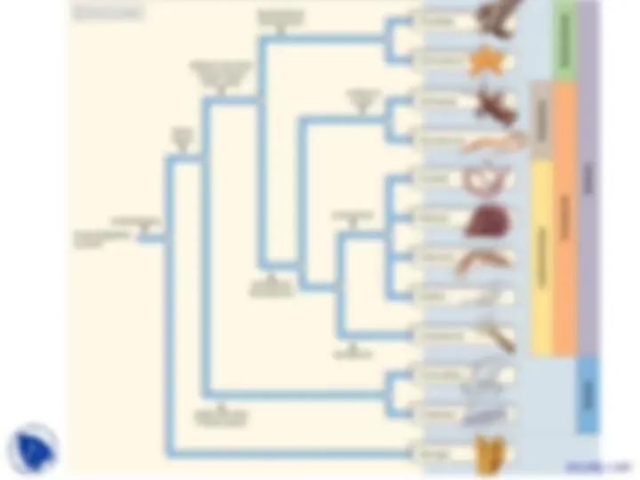 Phylum Mollusca - Vertebrate Diversity - Lecture Slides | Slides ...