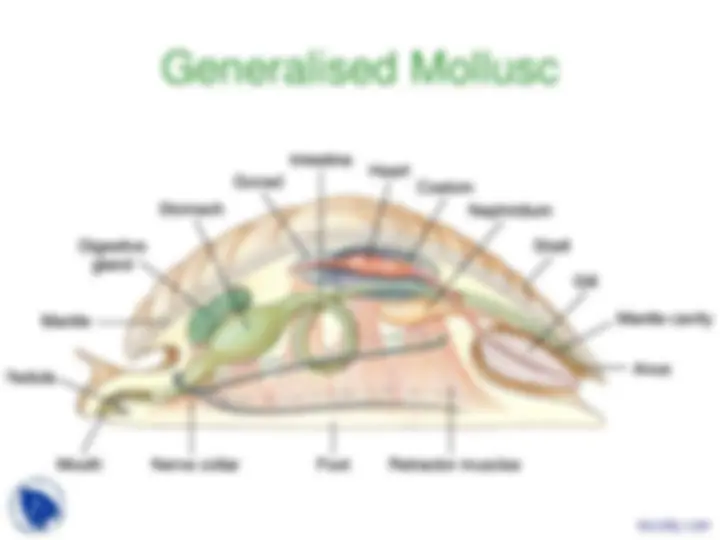 Phylum Mollusca - Vertebrate Diversity - Lecture Slides | Slides ...