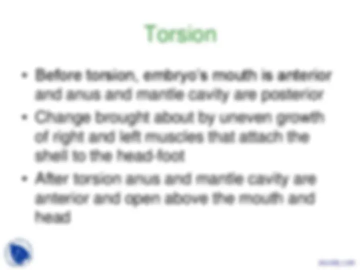 Phylum Mollusca - Vertebrate Diversity - Lecture Slides | Slides ...