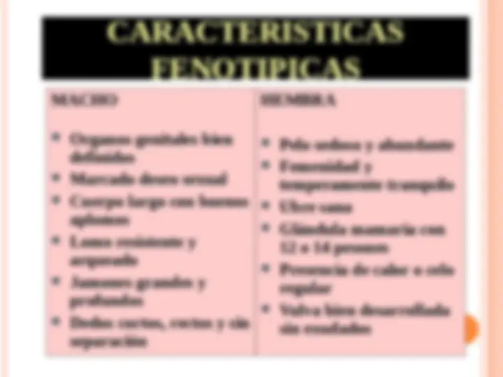 pf4