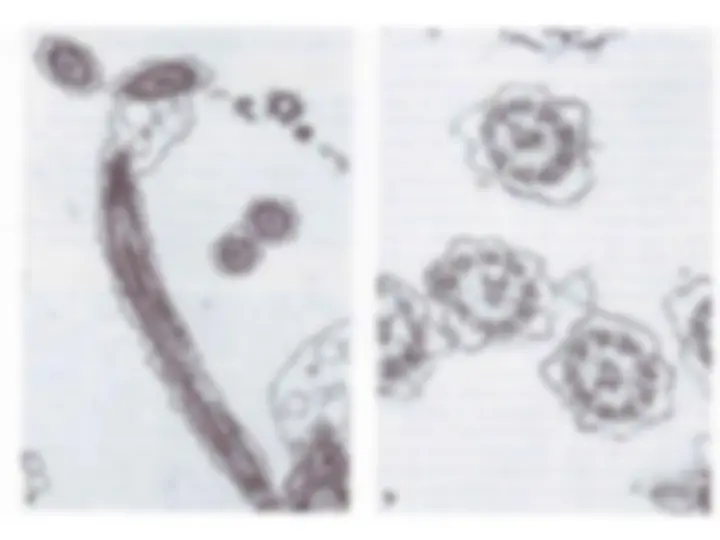 pf33
