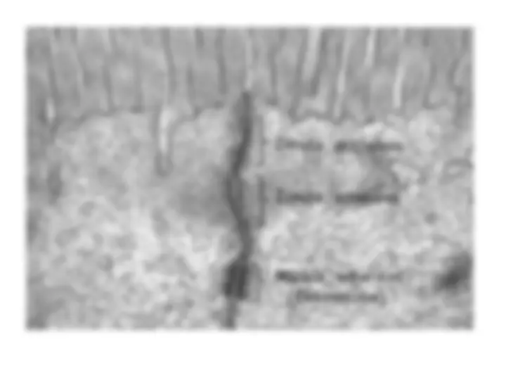 pf48