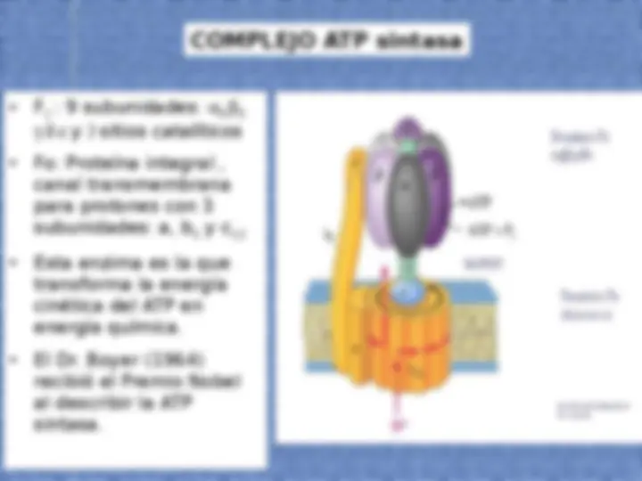 pf21