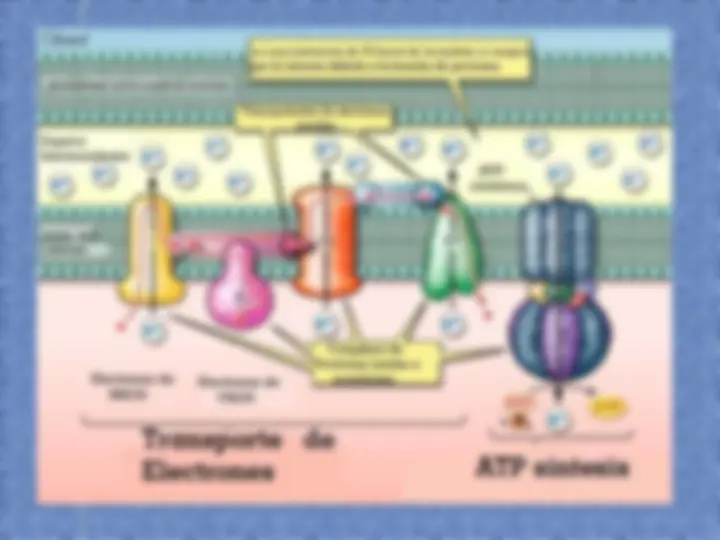 pf1f