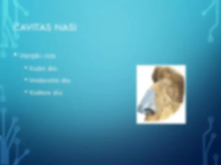 pf4