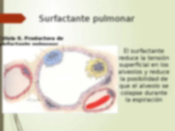 pf19