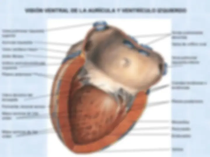 pf24