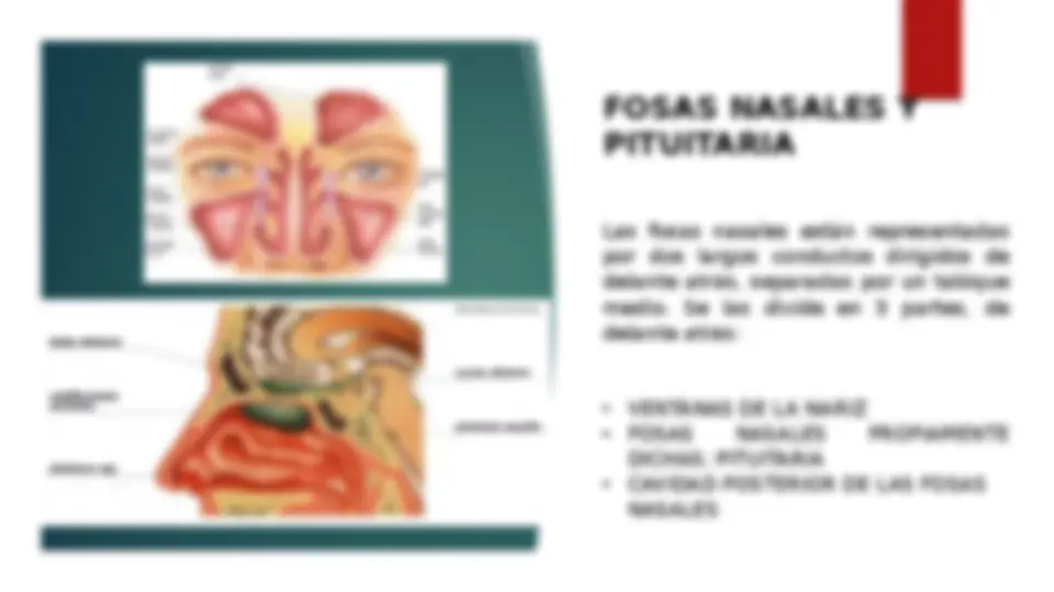 pf4