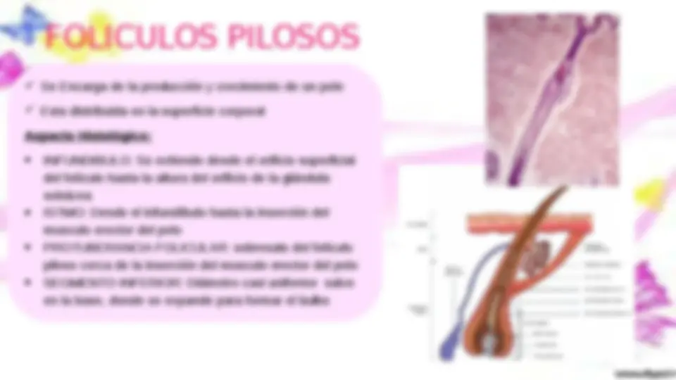 pf19