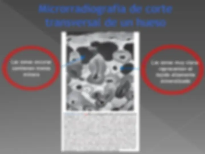 pf26