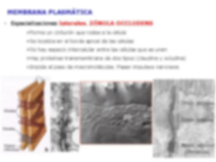 pf13