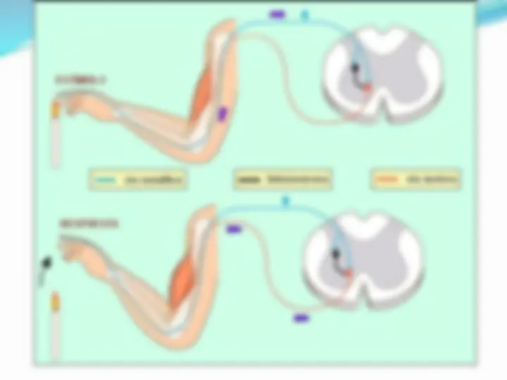 pf5