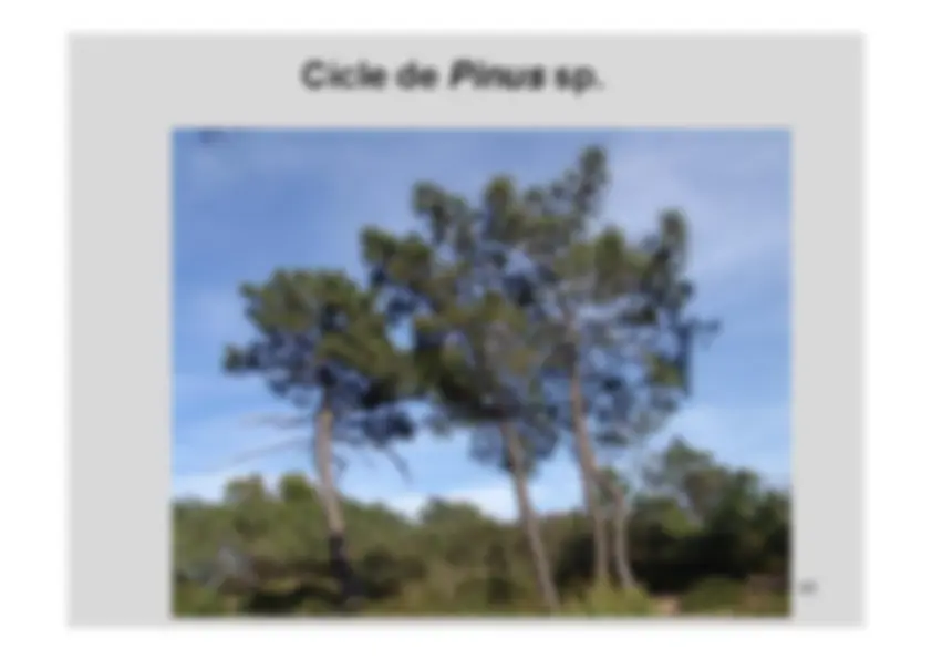 pf42