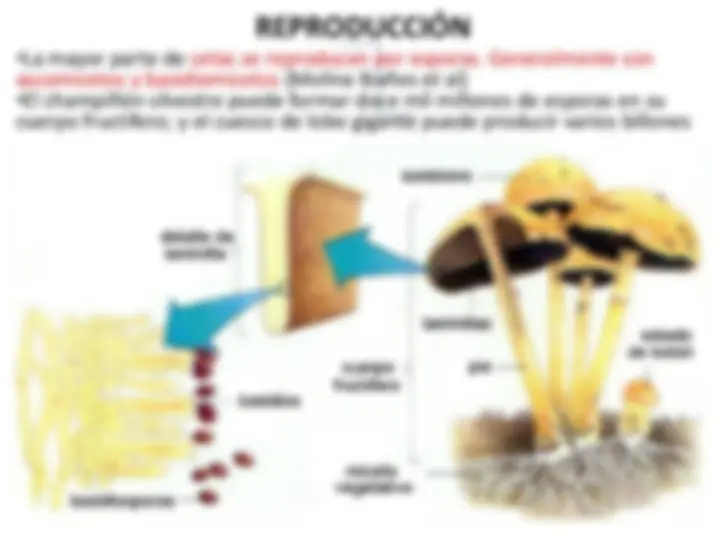 pf4