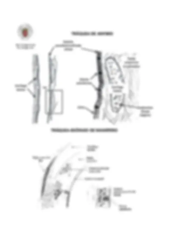 pf18