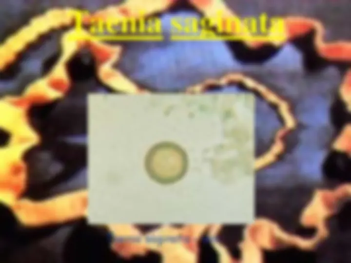 pf37