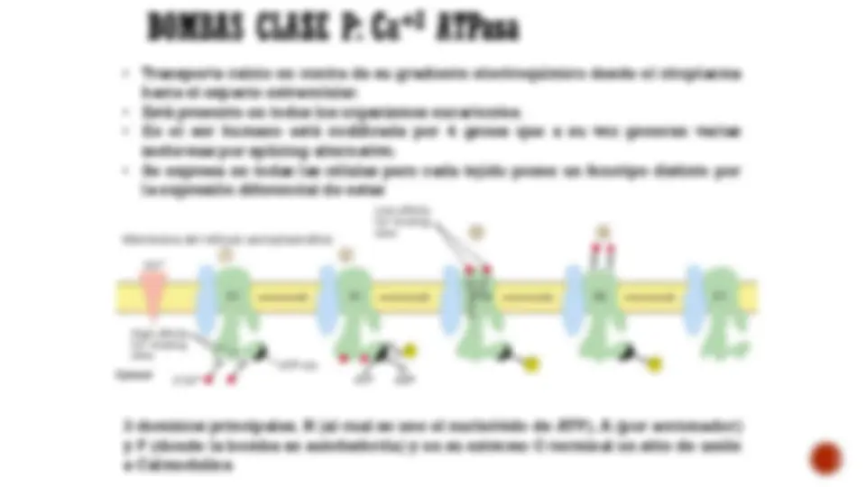 pf2f