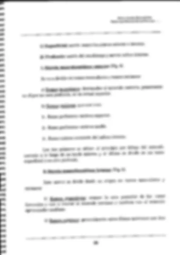 pf1b