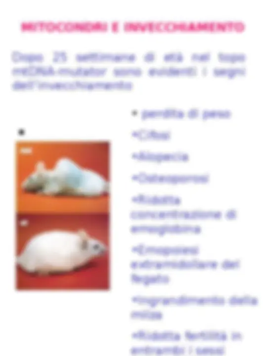 pf41