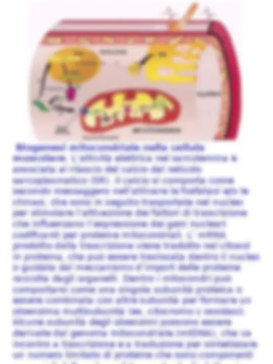 pf34