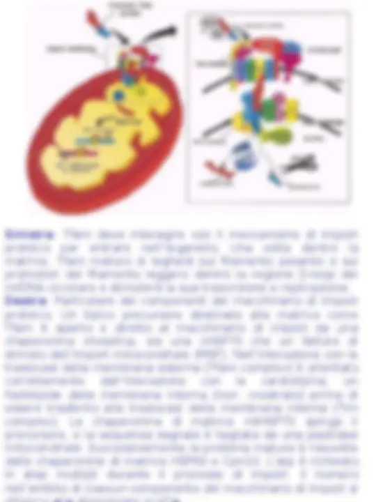 pf3c