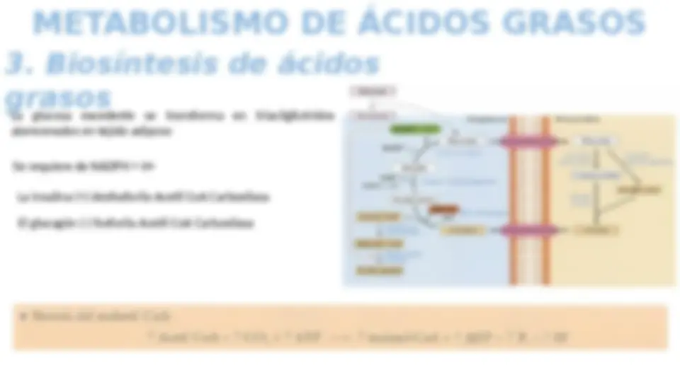 METABOLISMO DE LÍPIDOS: bioquimica | Diapositivas de Medicina | Docsity