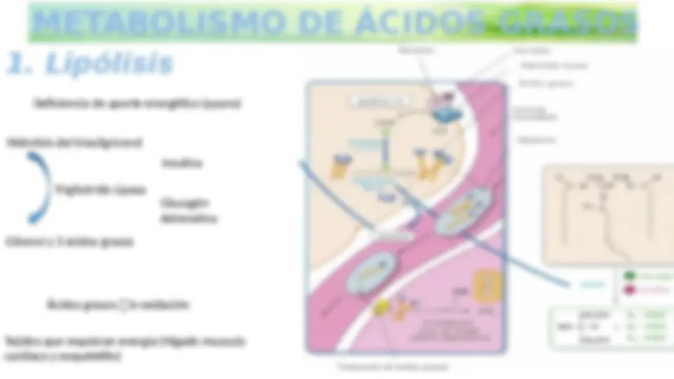 METABOLISMO DE LÍPIDOS: bioquimica | Diapositivas de Medicina | Docsity