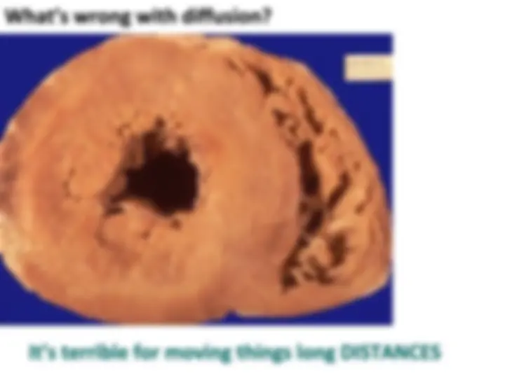 pf1f