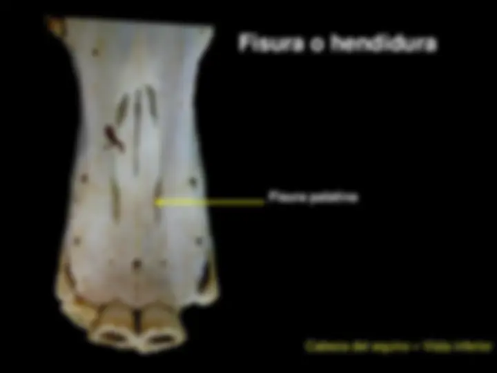 pf41
