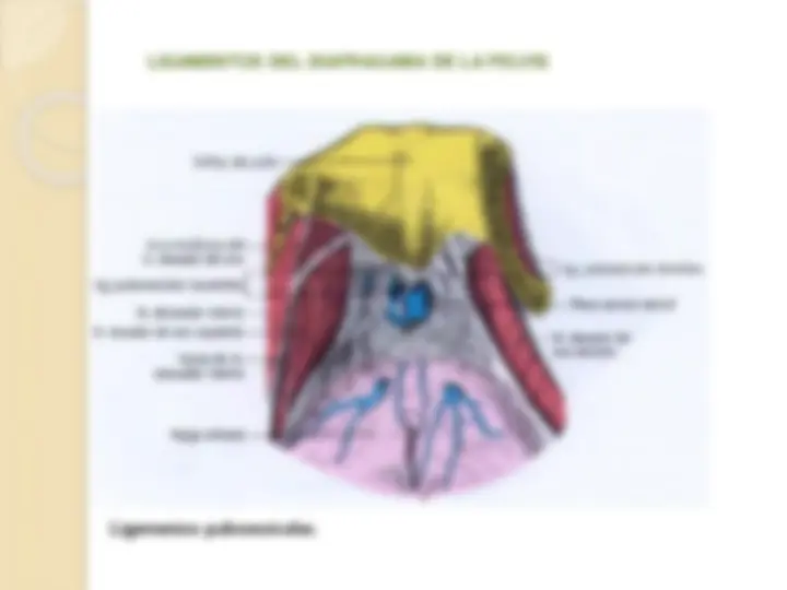 pf21