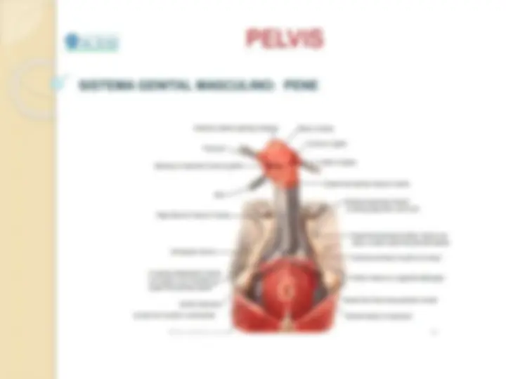 pf60