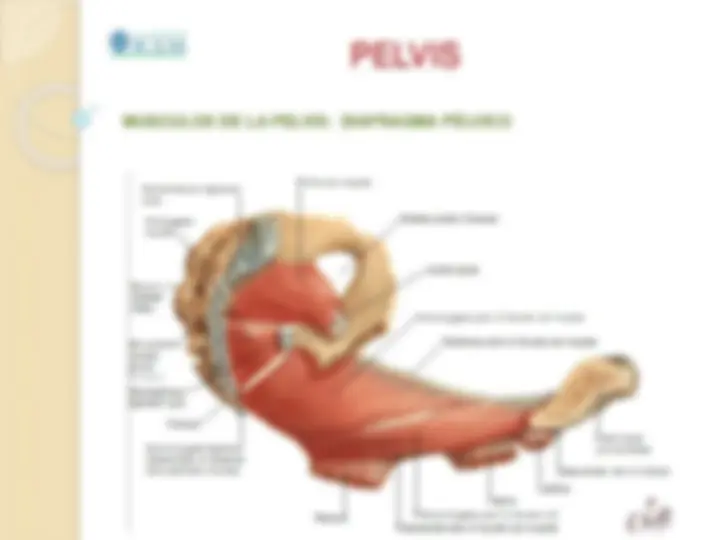 pf1a