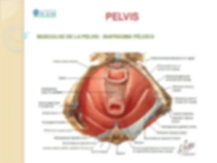 pf19