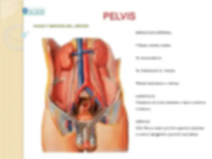 pf31