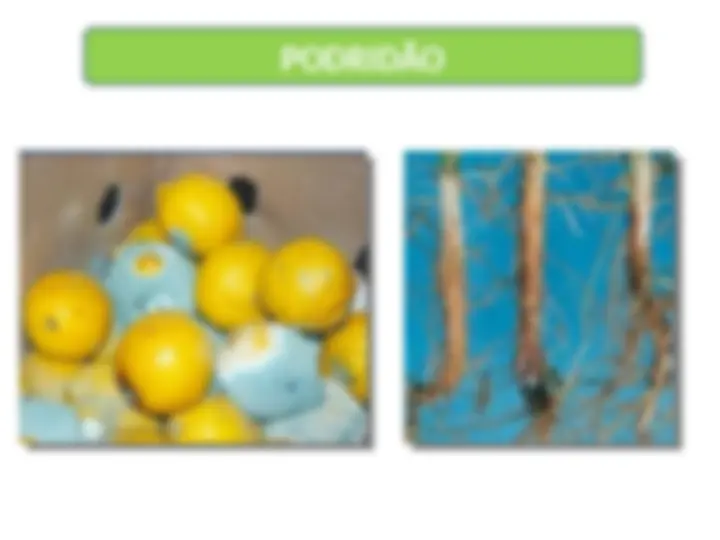 pf19