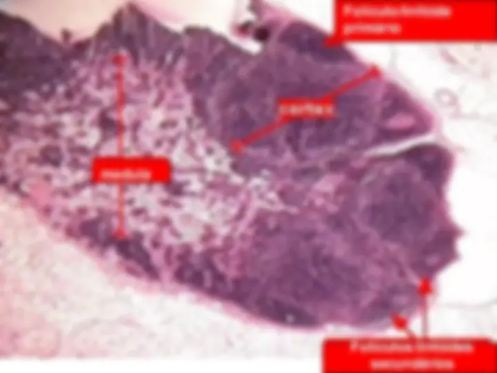 pf32