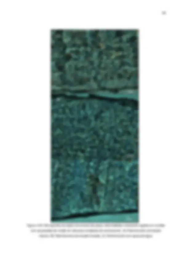 pf60