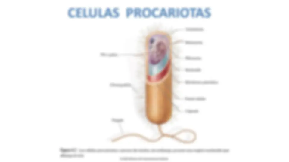 pf13