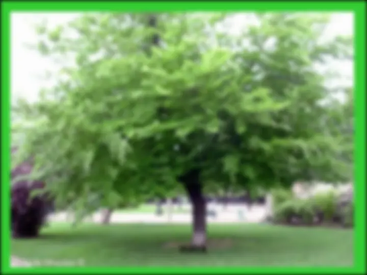 pf13