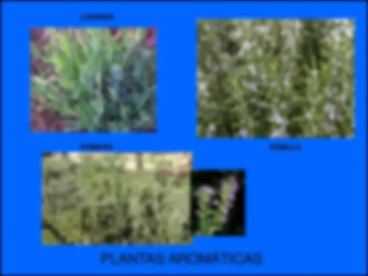 pf34