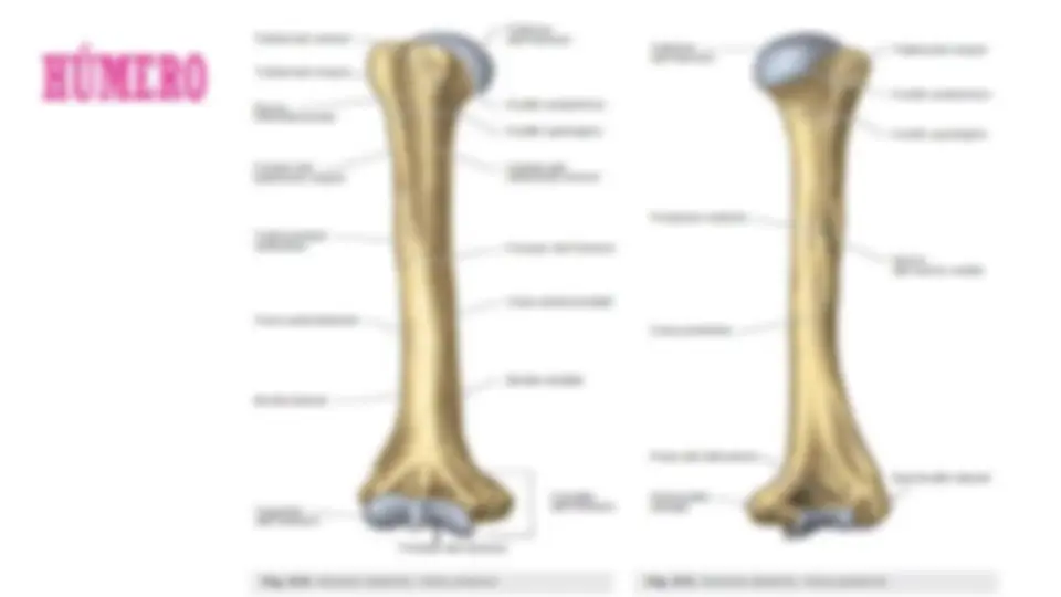 pf13