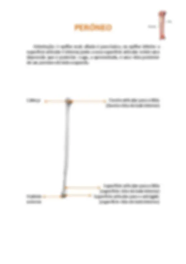 Ossos Anatomia Humana Esquemas Anatomia Docsity