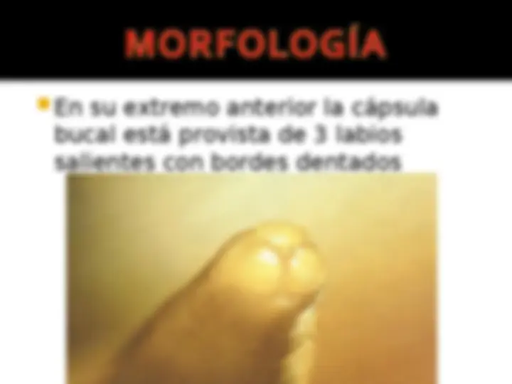 pf5